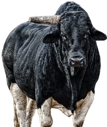 PBR Default Image
