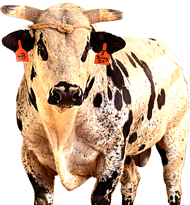PBR Default Image