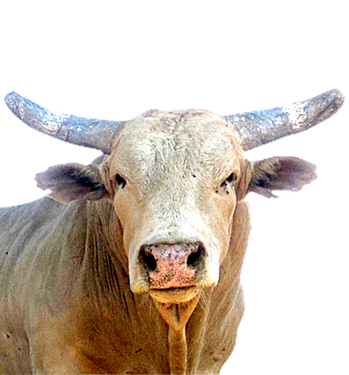 PBR Default Image