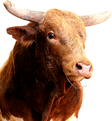 PBR Default Image