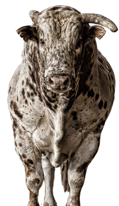 PBR Default Image