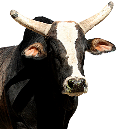 PBR Default Image