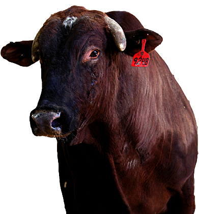 PBR Default Image